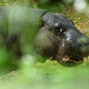 Pygmy hippopotamus (Choroepsis liberiensis)