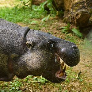 Pygmy hippopotamus (Choroepsis liberiensis)