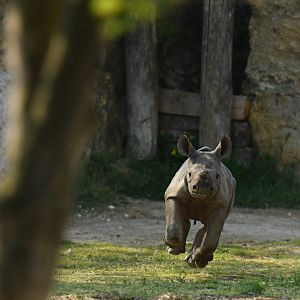 Eastern black rhinoceros (Diceros bicornis michaeli)