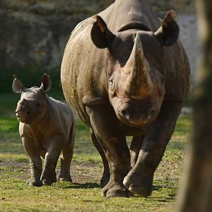 Eastern black rhinoceros (Diceros bicornis michaeli)