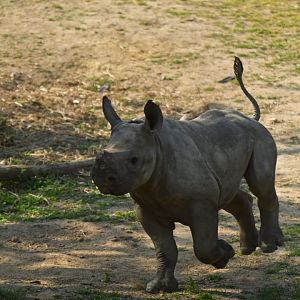 Eastern black rhinoceros (Diceros bicornis michaeli)