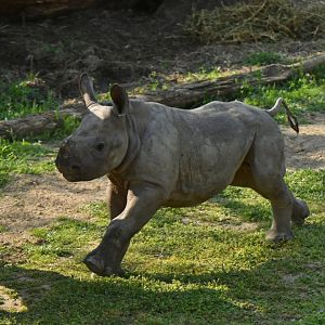 Eastern black rhinoceros (Diceros bicornis michaeli)