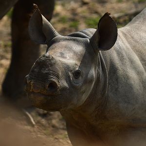 Eastern black rhinoceros (Diceros bicornis michaeli)