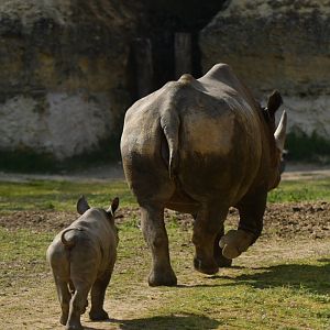 Eastern black rhinoceros (Diceros bicornis michaeli)