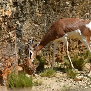 Mhorr gazelle (Nanger dama mhorr)