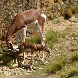 Mhorr gazelle (Nanger dama mhorr)
