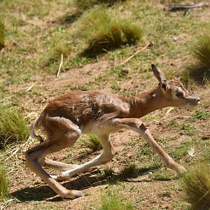 Mhorr gazelle (Nanger dama mhorr)