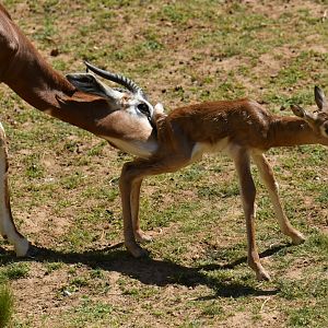 Mhorr gazelle (Nanger dama mhorr)