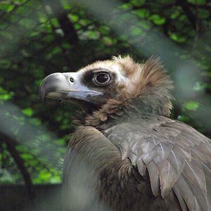 Eurasian Black Vulture - Zooparc de Beauval - 05/2021