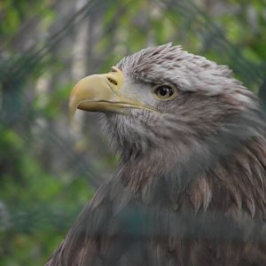 White-tailed Eagle - Zooparc de Beauval - 05/2021