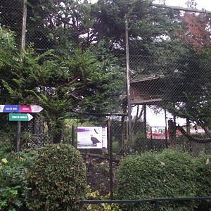 White-tailed Eagles' aviary - Zooparc de Beauval - 11/2017