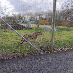 Cheetah- Hamerton Zoo Park 6/3/2022