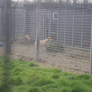 Dingoes- Hamerton Zoo Park 6/3/2022