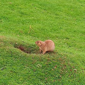 Prairie Dog