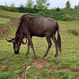 Wildebeest