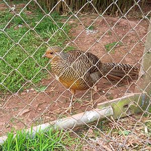 Lady Amhearst's Pheasant