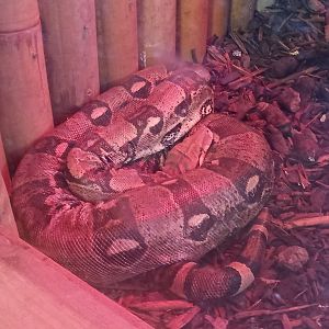 Boa Constrictor