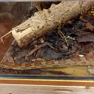 Corn Snake
