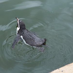 Humboldt Penguin