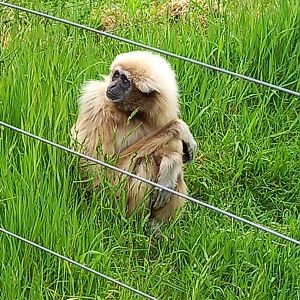 Lar Gibbon