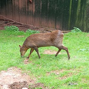 Reeve's Muntjac Deer