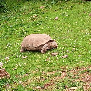 African Spurred Tortoise