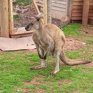 Kangaroo