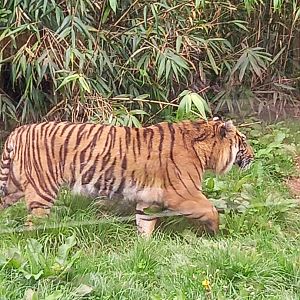 Sumatran Tiger