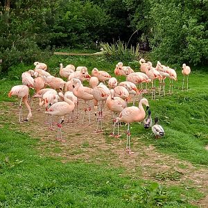 Flamingos