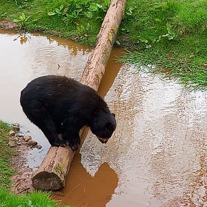 Andean Bear