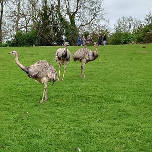 Greater Rhea