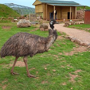 Emu
