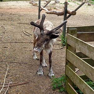 Reindeer