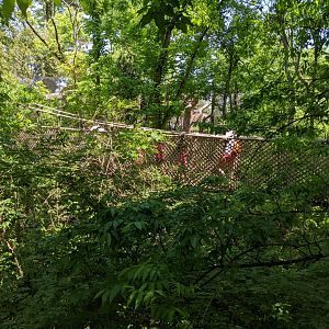 Canopy Walkway at Spider Monkey Exhibit