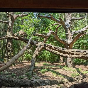 Clouded leopard exhibit