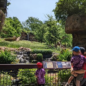Andean bear - outdoor viewing