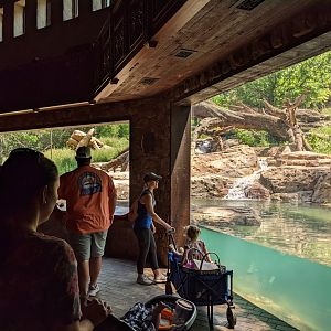 Andean Bear - viewing pavilion