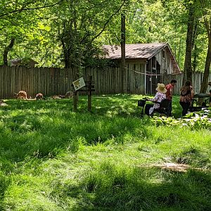 Walk-through kangaroo exhibit
