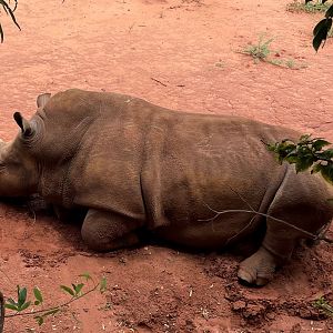 Southern White Rhino (Ceratotherium simum simum)