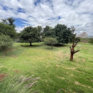 Sable Antelope Enclosure (Hippotragus niger)