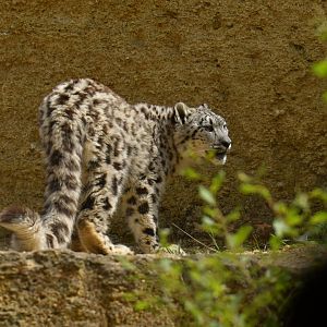 Snow leopard (Panthera uncia)
