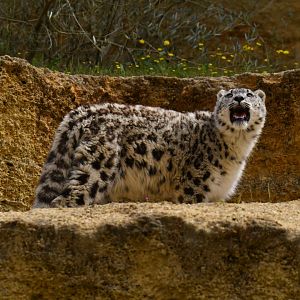 Snow leopard (Panthera uncia)