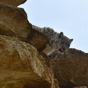 Snow leopard (Panthera uncia)