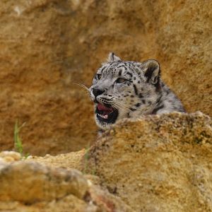 Snow leopard (Panthera uncia)