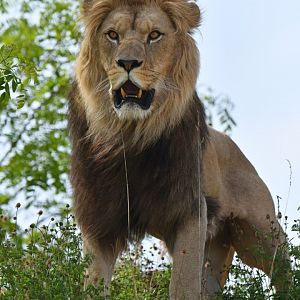 Lion (Panthera leo)