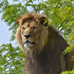 Lion (Panthera leo)