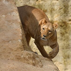 Lion (Panthera leo)