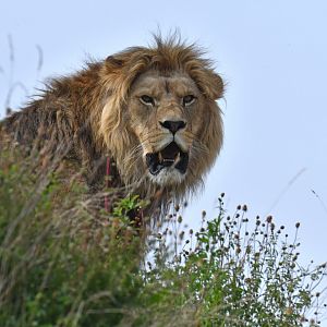 Lion (Panthera leo)