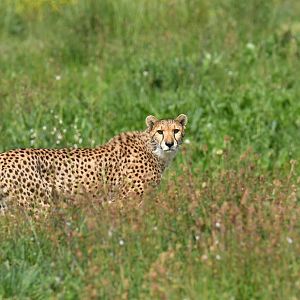 Cheetah (Acinonyx jubatus)