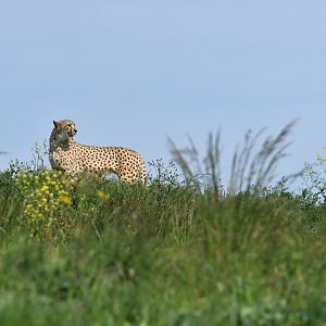 Cheetah (Acinonyx jubatus)